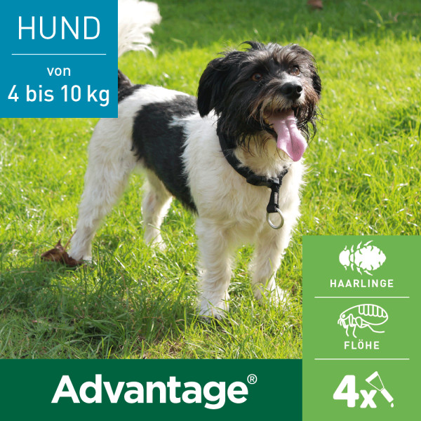 ADVANTAGE 100 Lösung f.Hunde 4-10 kg