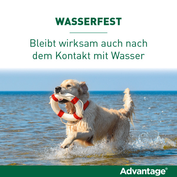 ADVANTAGE 100 Lösung f.Hunde 4-10 kg